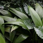 Tropical Plants