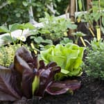 vegetable garden